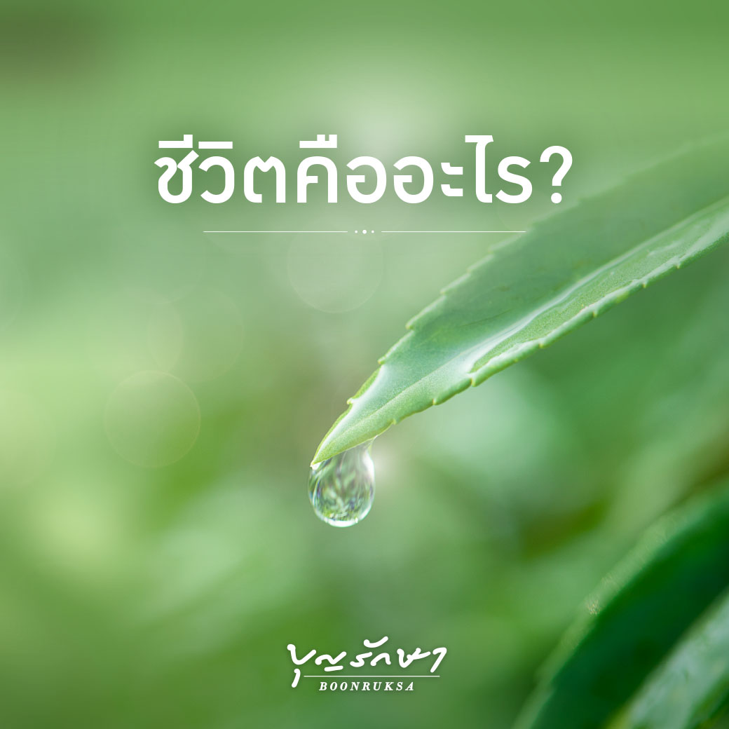 ชีวิตคืออะไร ?
